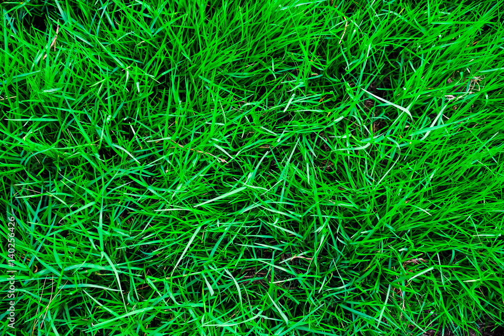 Green grass texture top view Green grass texture top view