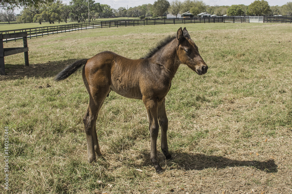Fototapeta premium Colt on farm