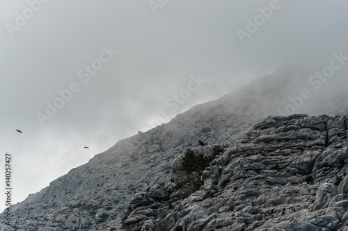 wild eagles in high mountains