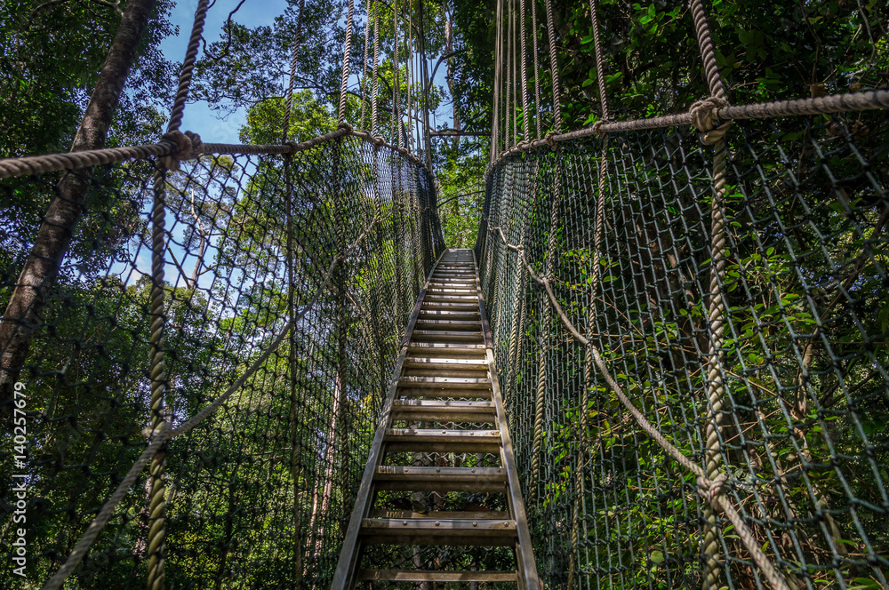 Fototapeta premium Canopy bridge in Taman Negara national park, Malaysia