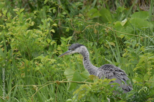 gray heron