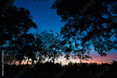 Silhouette tree at park sunset photo