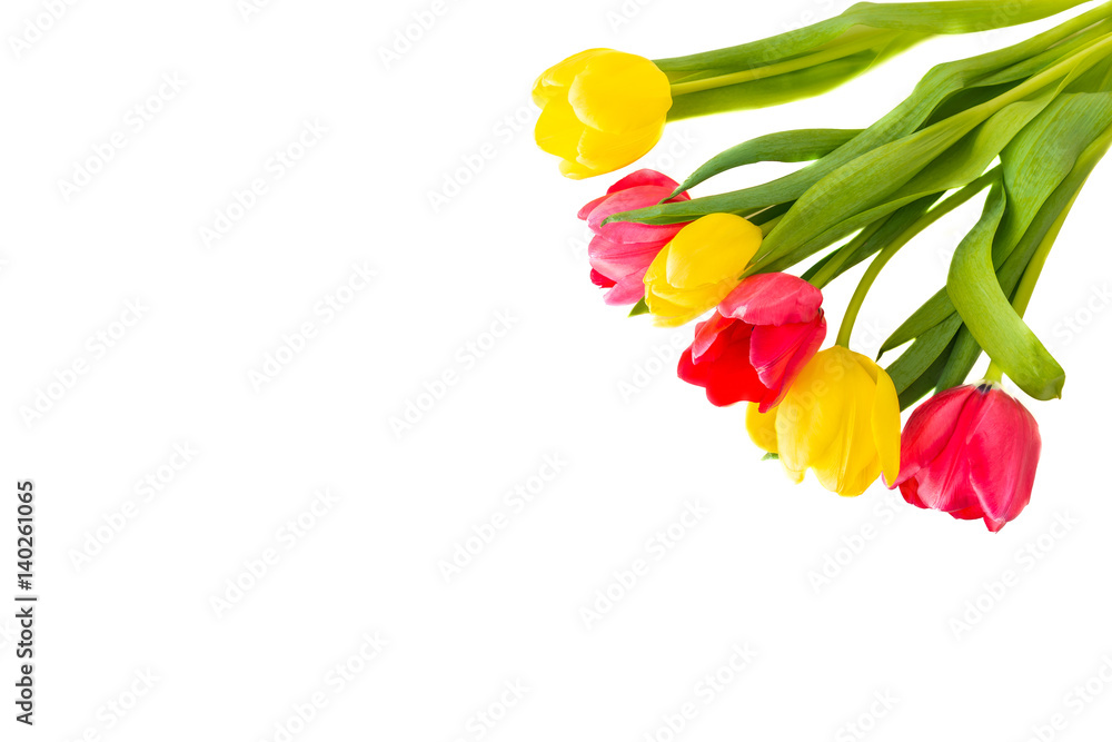 Obraz premium Blumenstrauß von roten und gelben Tulpen vor weißem Hintergrund
