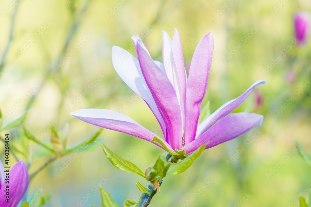 Pink Magnolia blooming in the spring garden.
