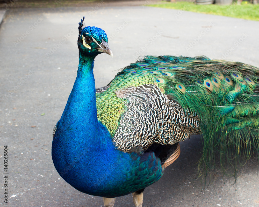 Fototapeta premium Peacock