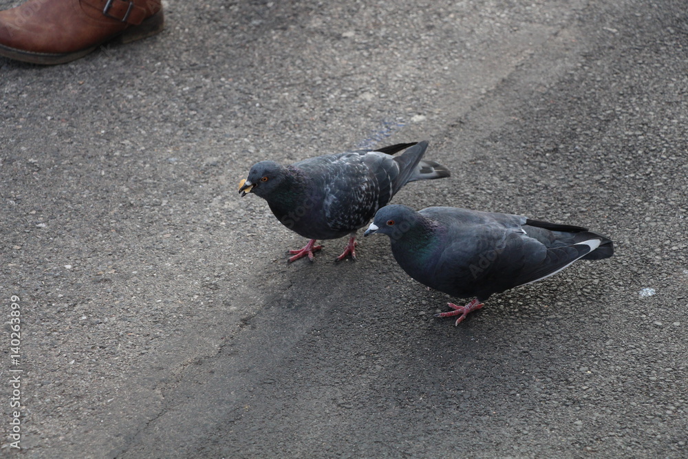 Obraz premium Pigeon Eating Feed Food