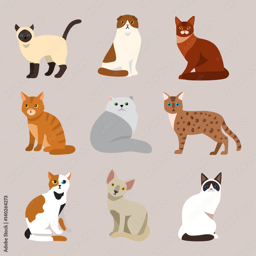 Cat breed cute pet portrait fluffy young adorable cartoon animal and pretty fun play feline sitting mammal domestic kitty vector illustration.