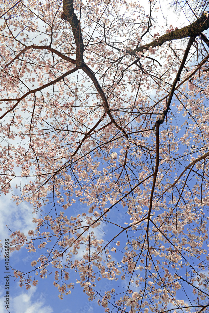Sakura - Cherry blossoms in Japan mark the beginning of Spring and Hanami, flower viewing draws tourists from around the country to see the blossoms in an annual ritual Sakura - Cherry blossoms in Japan mark the beginning of Spring and Hanami, flower viewing draws tourists from around the country to see the blossoms in an annual ritual