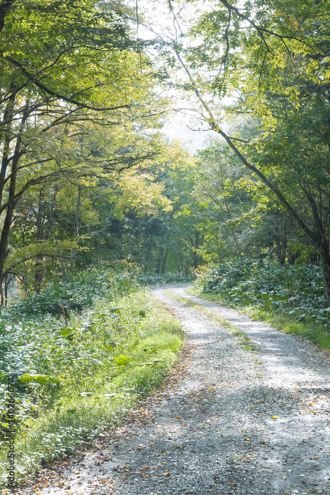 Fototapeta premium 森の中の道 / 夏のイメージ