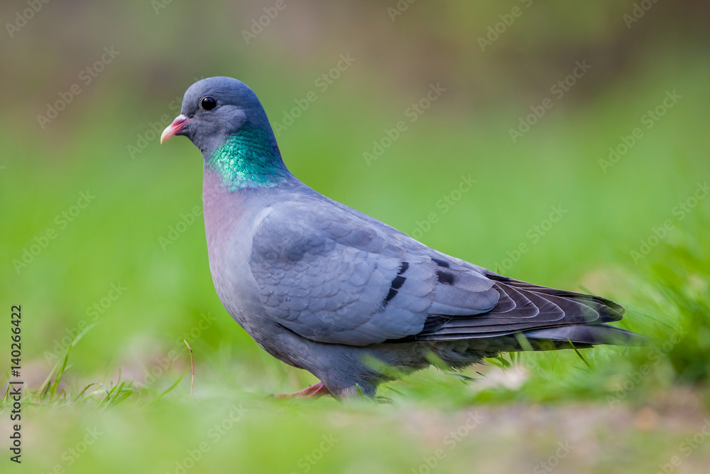 European Stock dove looking in the camera European Stock dove looking in the camera