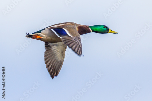 Flying male Mallard duck