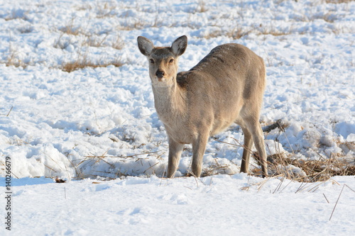 Deer in snow