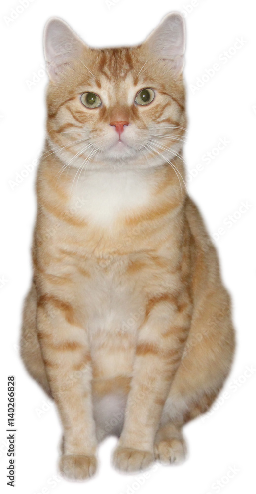 Obraz premium Cute Orange Cat