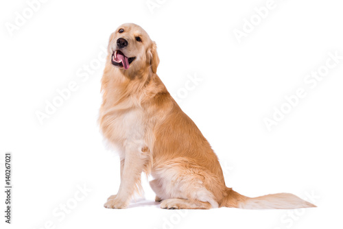 Tela Golden Retriever adult sitting clowning at camera isolated on white