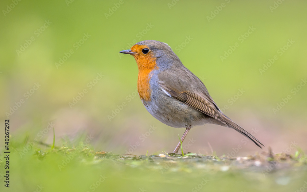 Robin profile on bright green background Robin profile on bright green background