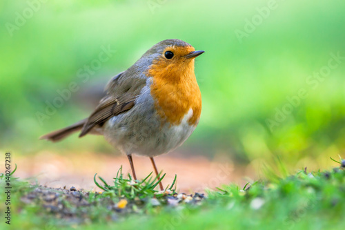 Robin in garden with bright green background