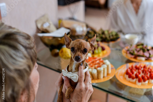 dog Chihuahua in holiday attire photo