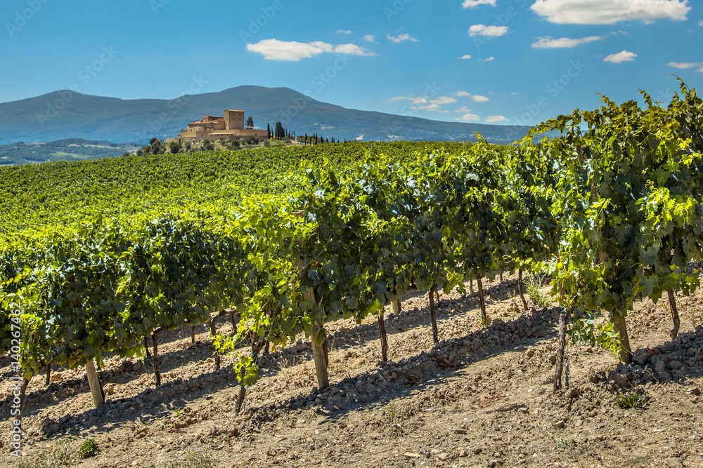 Wine Estate with Vineyards