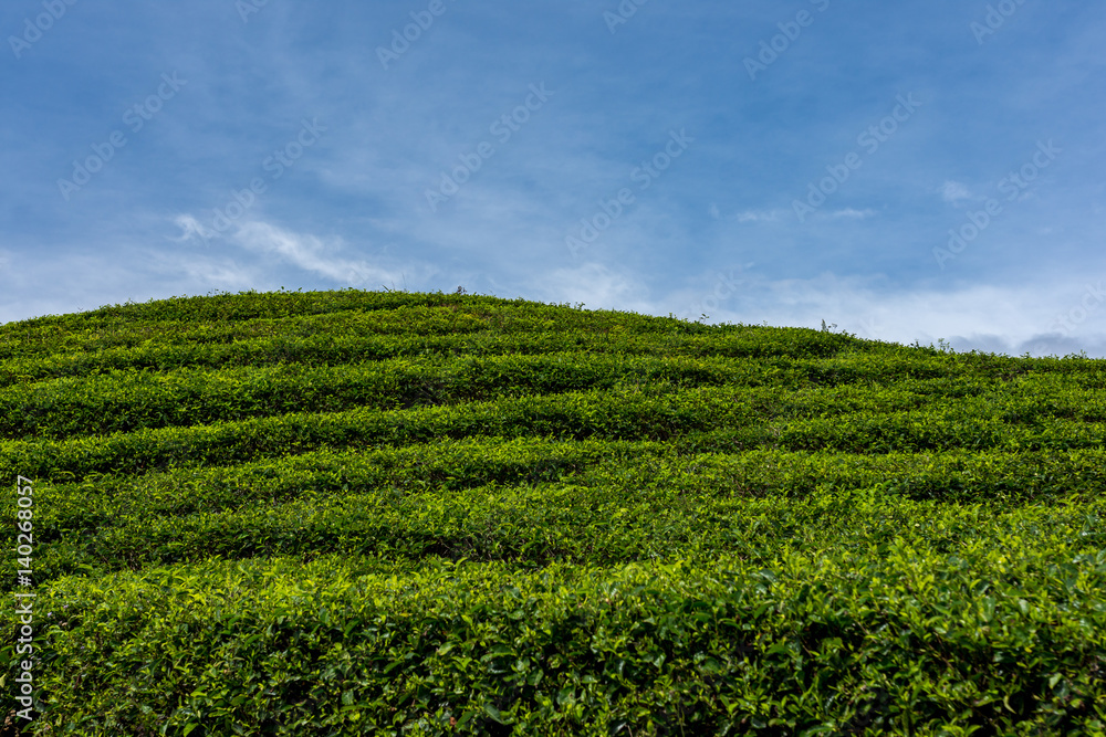 Rolling green hill sides of tea plantations with a back drop of white clouds and a beautiful blue sky. Rolling green hill sides of tea plantations with a back drop of white clouds and a beautiful blue sky.