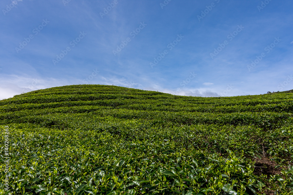 Rolling green hill sides of tea plantations with a back drop of white clouds and a  beautiful blue sky.