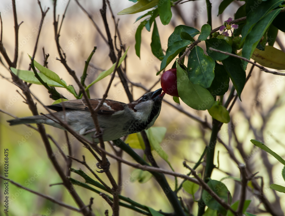 Obraz premium Sparrow vs Cherry