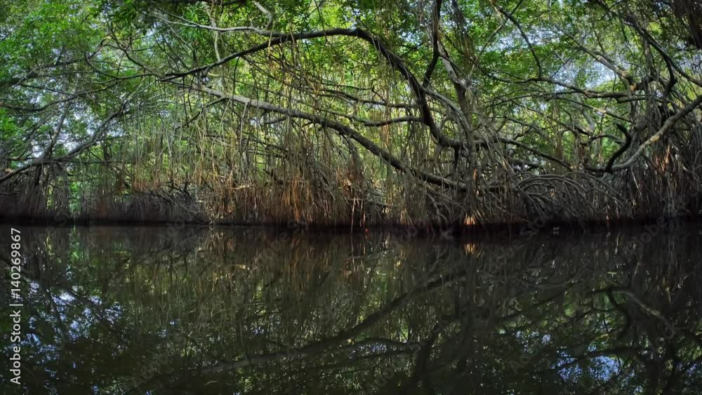 Mangrove forest of Sri Lanka reflecting in saltwater lake water surface Mangrove forest of Sri Lanka reflecting in saltwater lake water surface