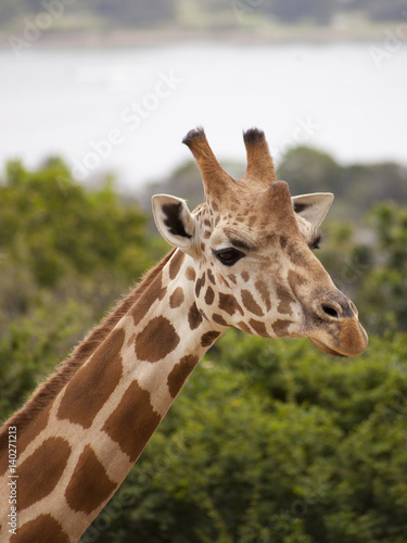 Giraffe face © Steve