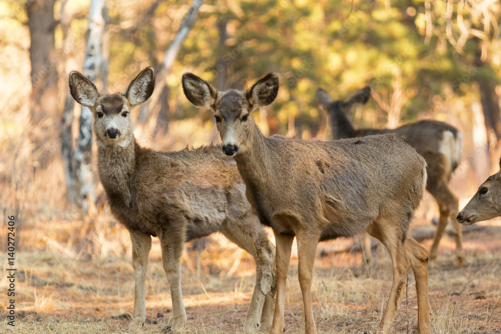 Mule Deer in the Woods