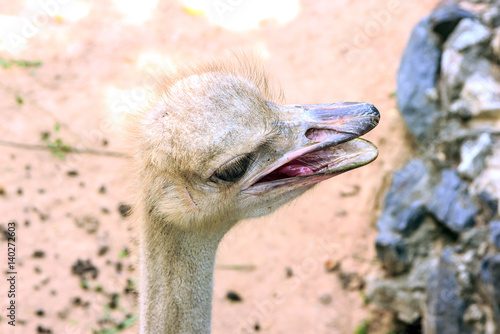 Ostrich photo