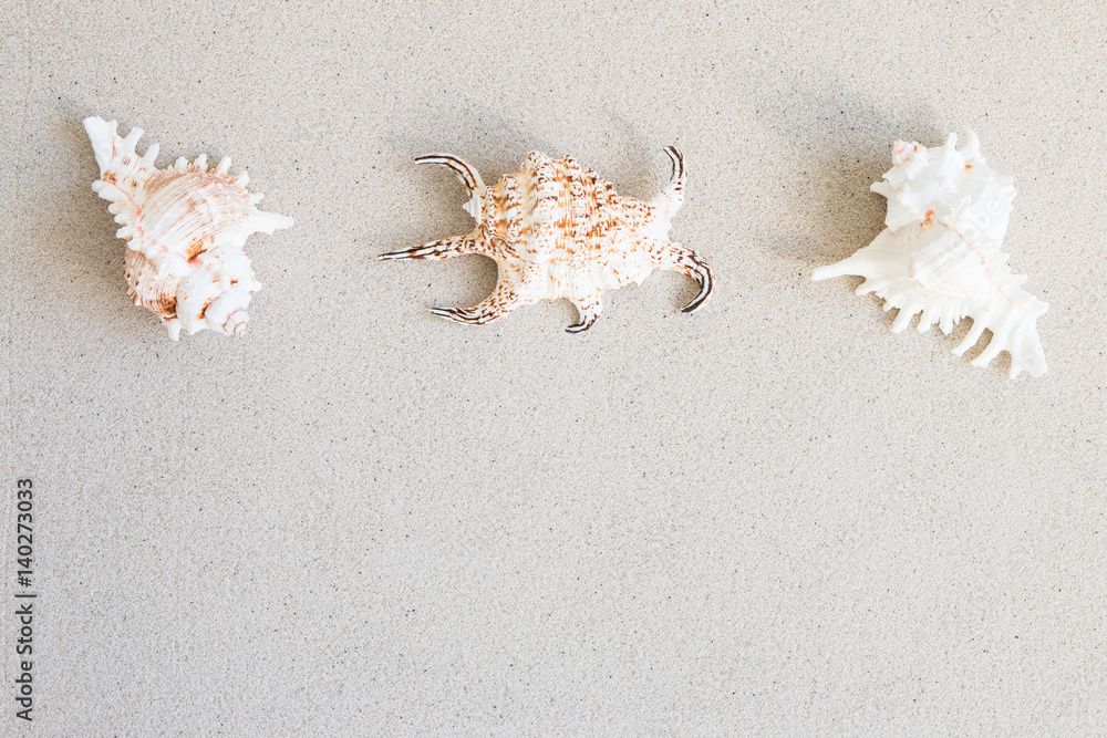 Starfish and conch on the beach Starfish and conch on the beach