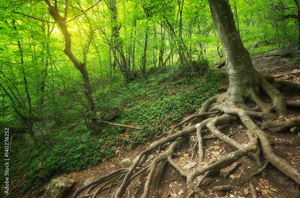 Into the forest. Into the forest.