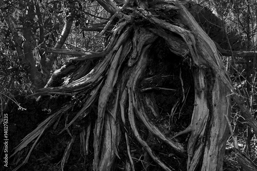Twisted Roots
