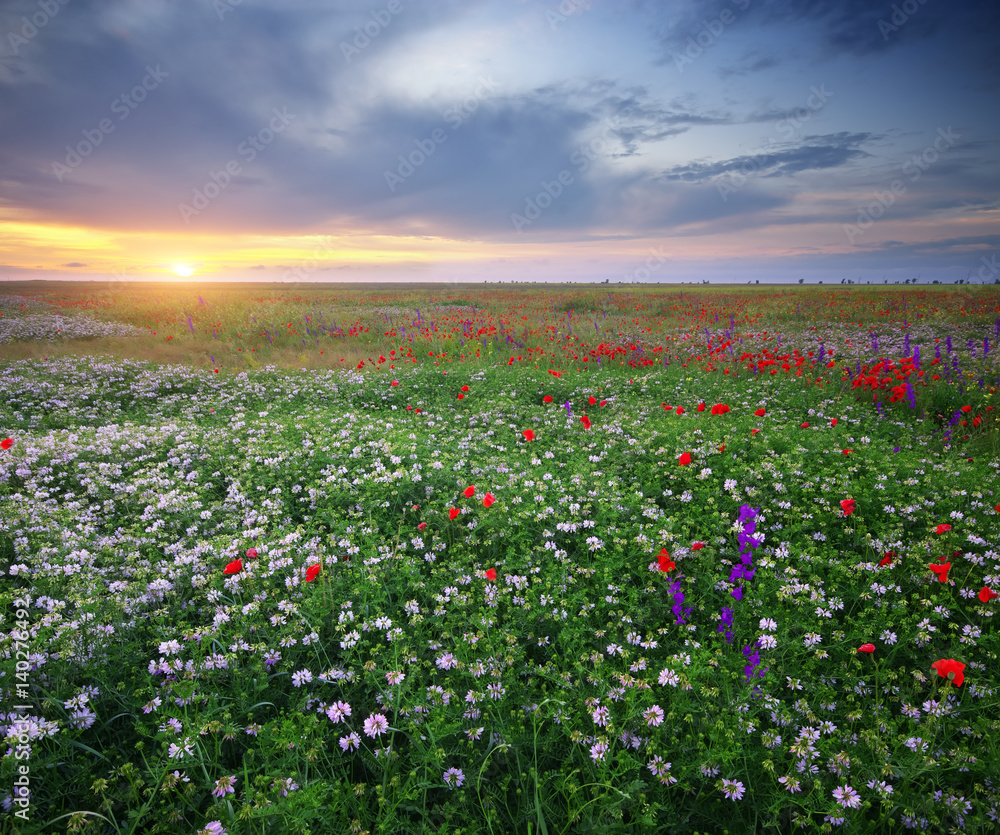 Spring flowers  in meadow.