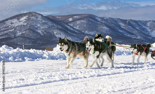 Sled dog race on snow in winter. © bborriss