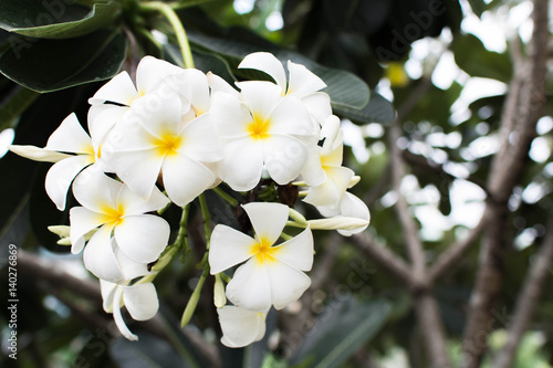 Frangipani tropical flowers, Plumeria flowers fresh with Background
