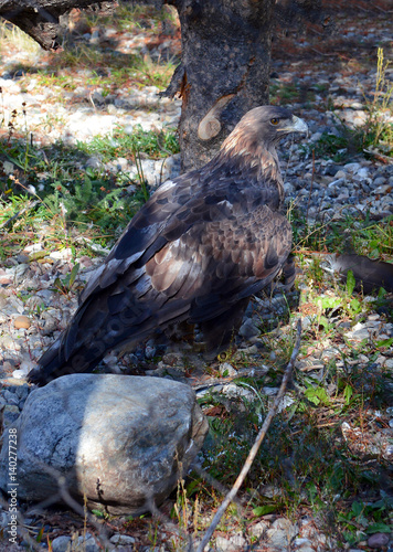 Golden Eagle in the Rocky Mountains, native to many western states in America