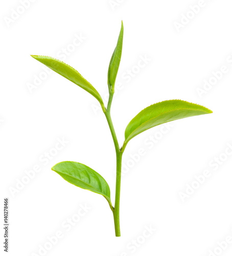 Green tea leaf isolated on white background © sommai