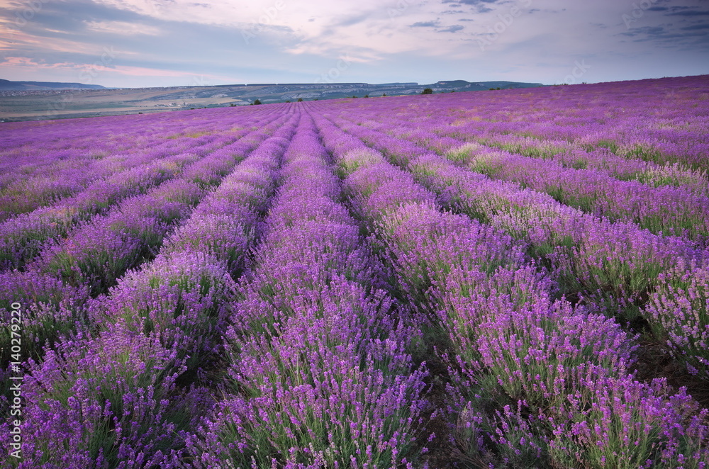 Meadow of lavender. - obrazy, fototapety, plakaty 