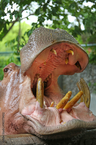 Hippopotamus showing huge jaw and teeth