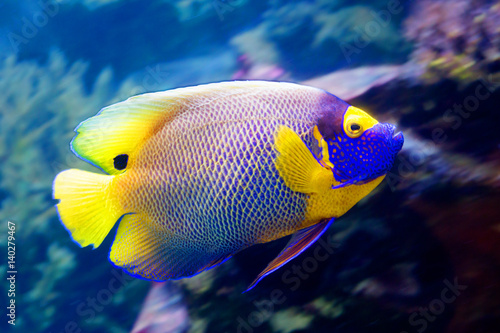 Рыба ангел синеголовый © galina_savina
