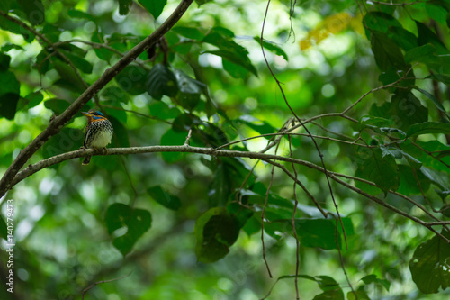 Spotted wood kingfisher photo