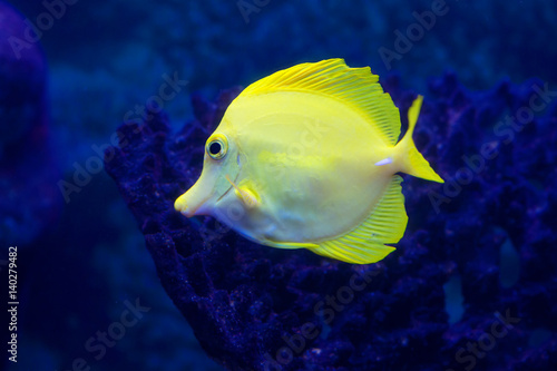 Рыба Зебрасома парусная желтая