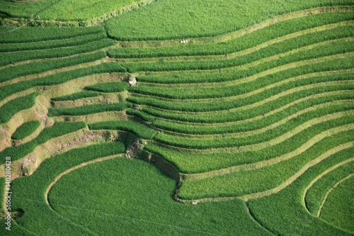 Green Terraced ,Rice Field motion by strong wind,motion blur