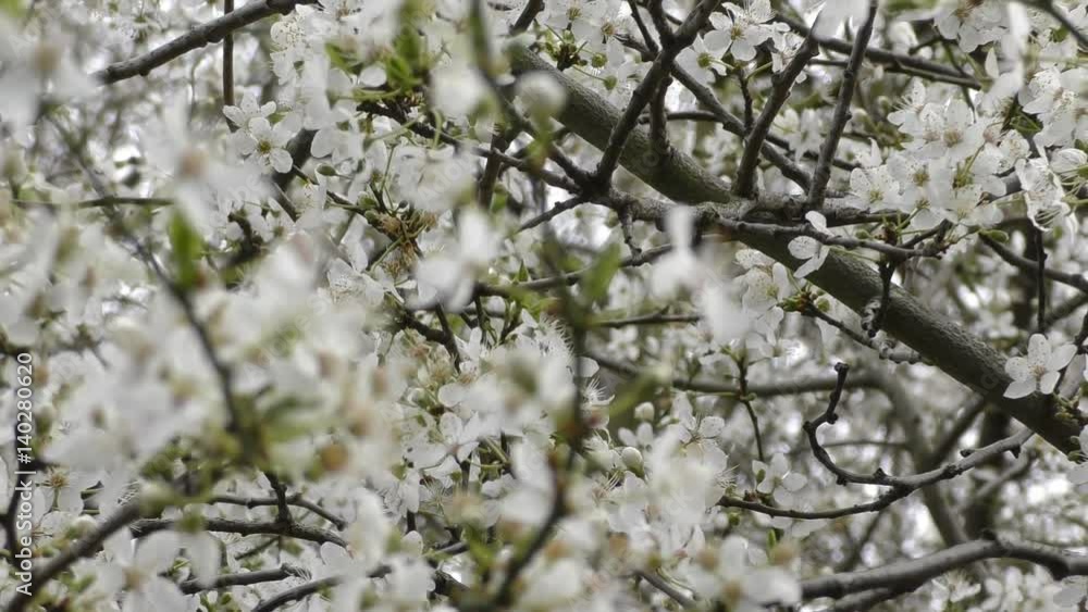 Spring. Beautiful white flowers on the branches of a tree. Spring. Beautiful white flowers on the branches of a tree.