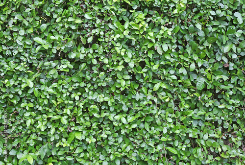 Wallpaper Mural Green leaves wall Torontodigital.ca