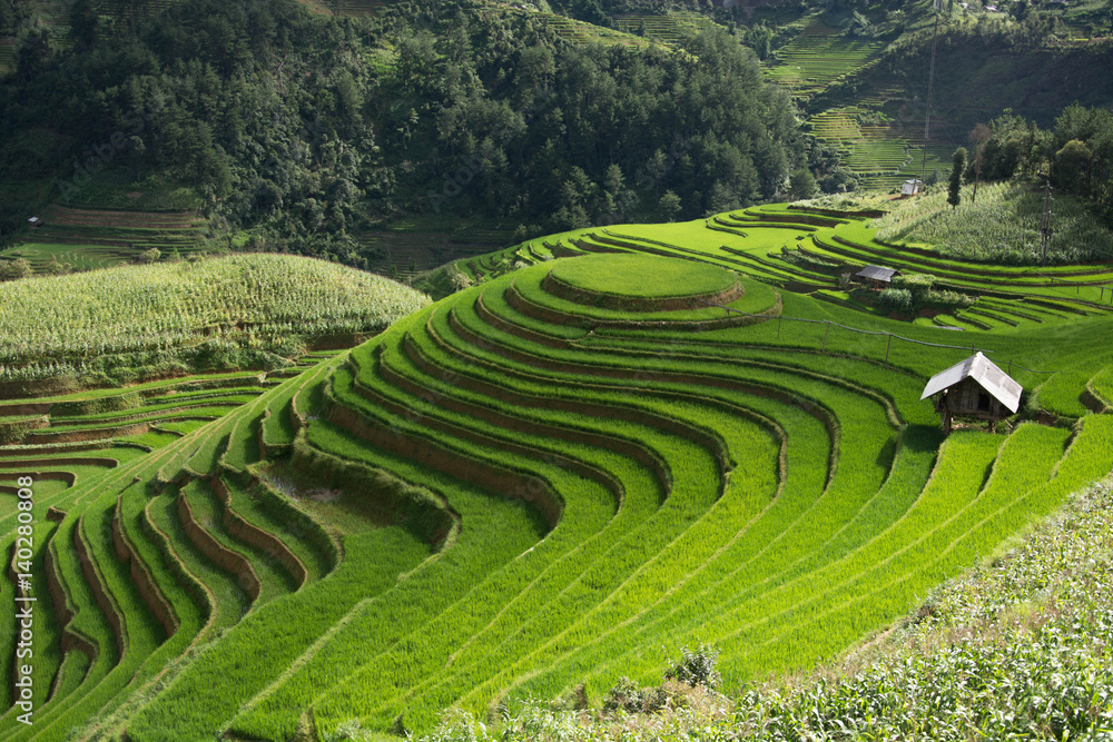 Green Terraced ,Rice Field motion by strong wind,motion blur