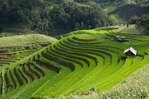 Green Terraced  Rice Field motion by strong wind motion blur