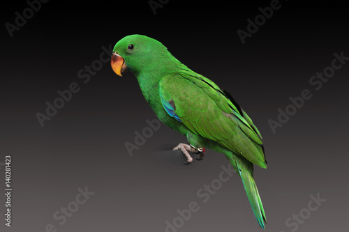 Male Eclectus Parrot, age two months