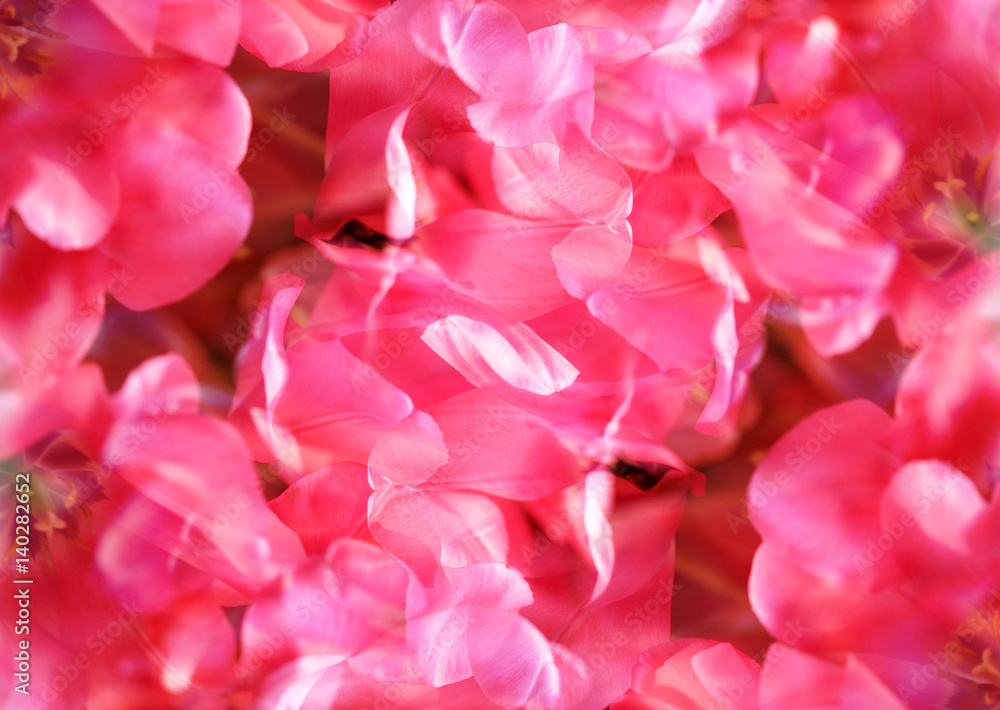 Bright photo of pink tulips Bright photo of pink tulips