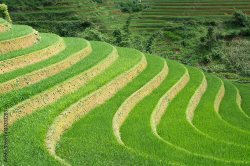 Green Terraced ,Rice Field motion by strong wind,motion blur